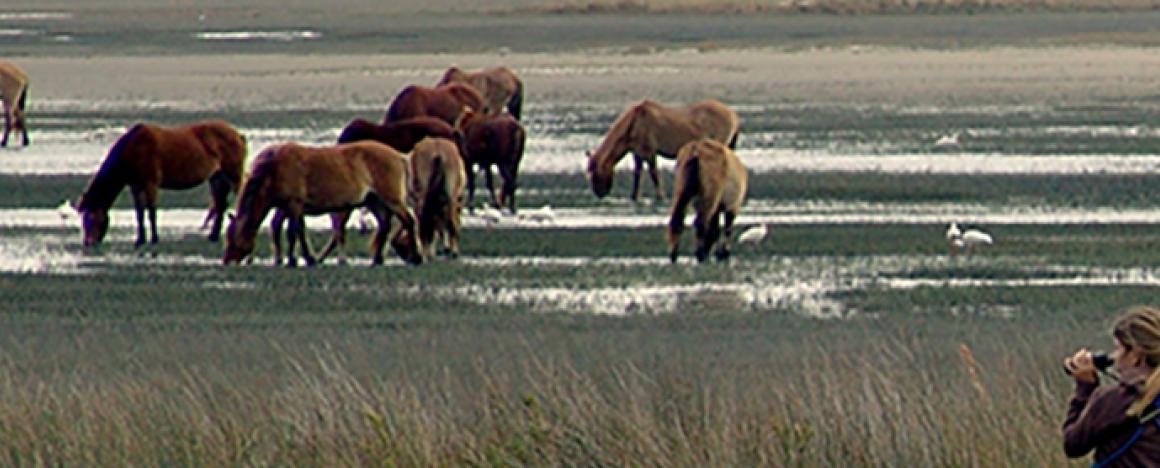 A herd of horses grazing 