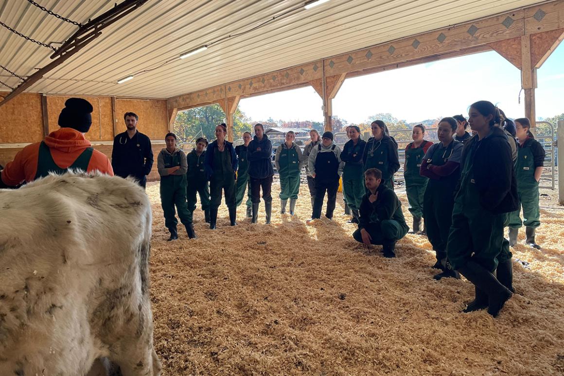a group of students standing in a barn listening to an instructor. There is a cow in the barn.
