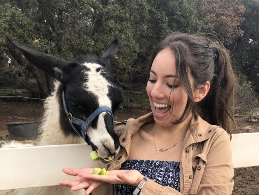 Alumni Tania Roa feeding a llama 